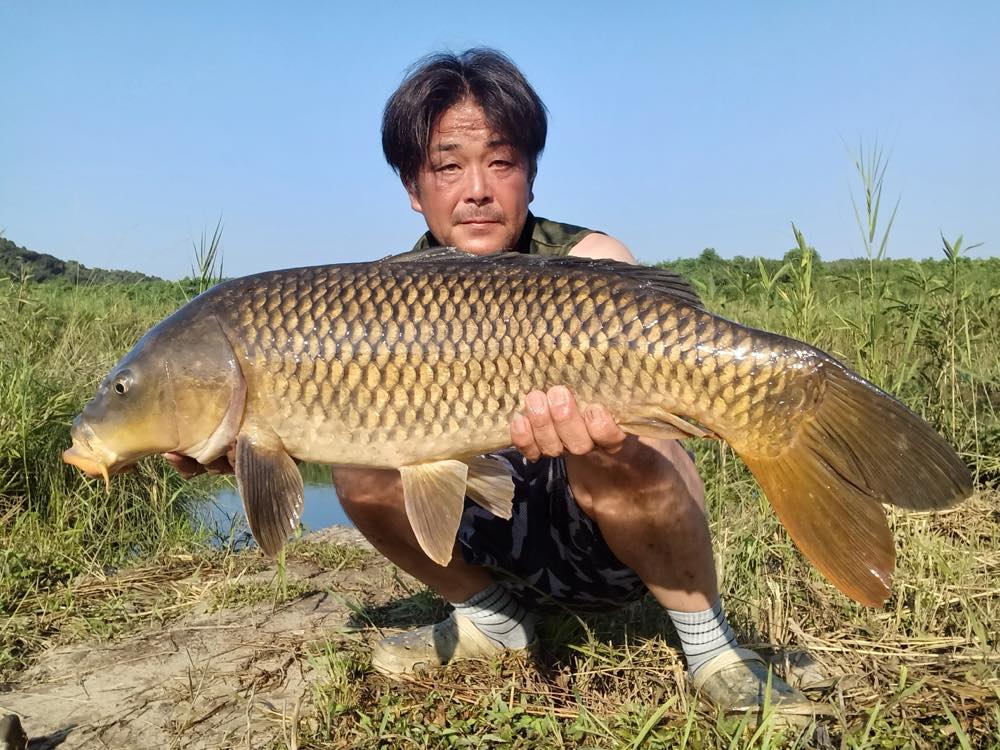 鯉
