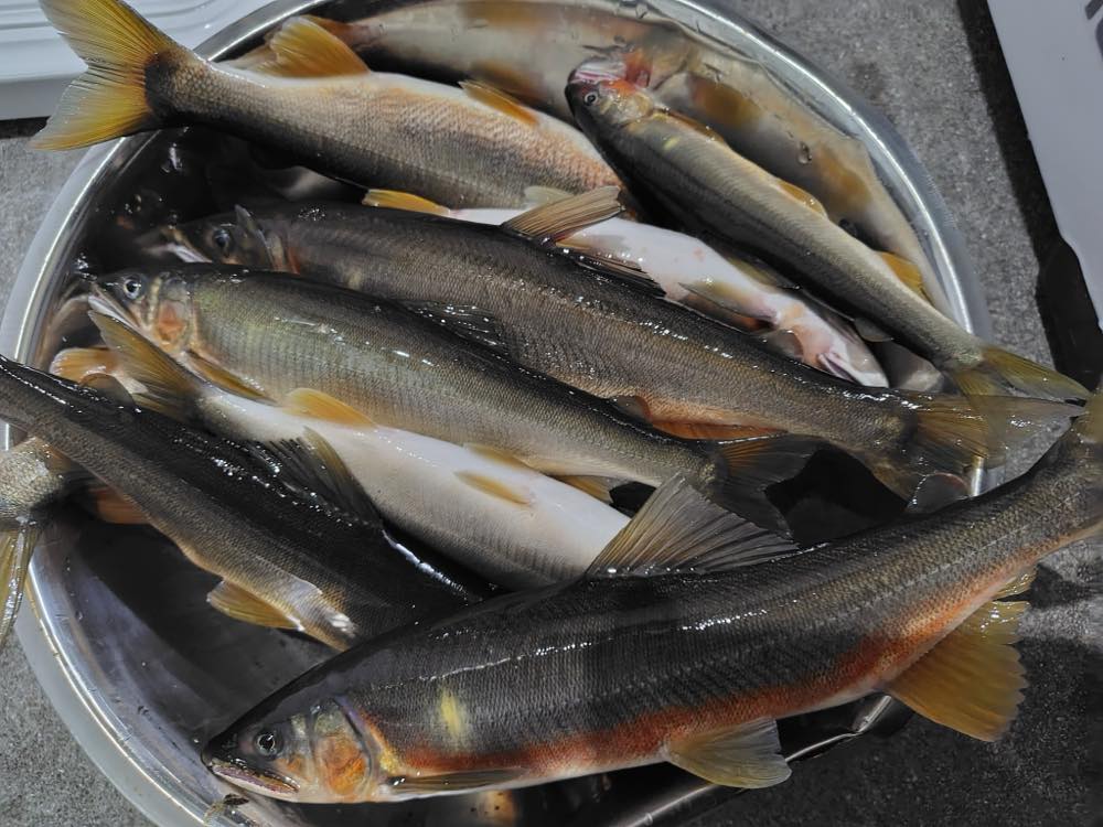 鮎
