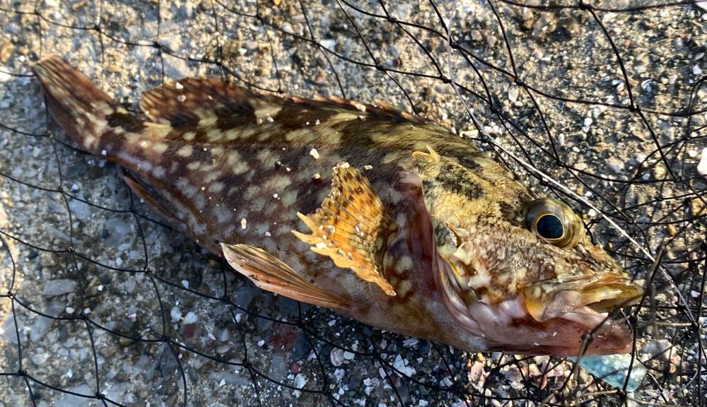 ガガラ・オオモンハタ