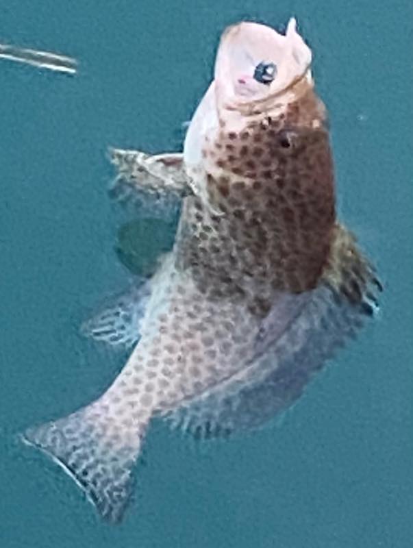 オオモンハタ・ガガラ