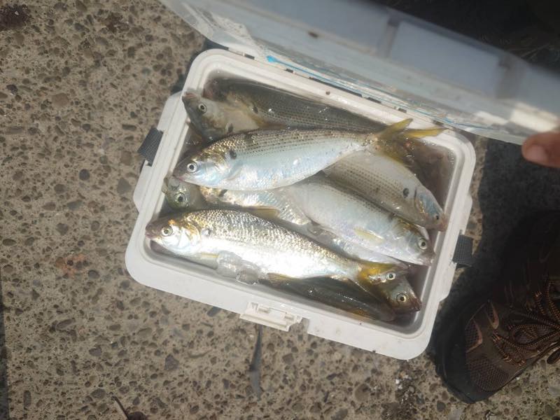 コノシロ・サッパ