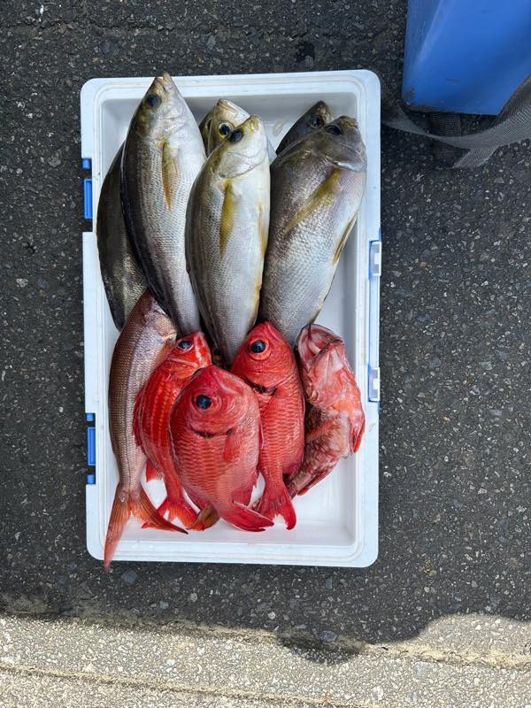 イサキ・カサゴ・謎の赤魚
