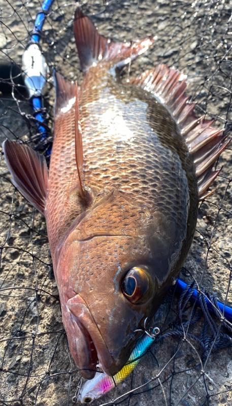 ゴマフエダイ・エバ