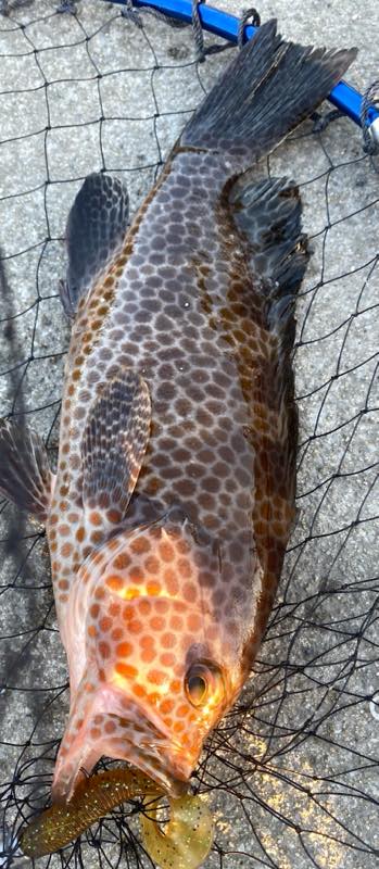 オオモンハタ・オコゼ