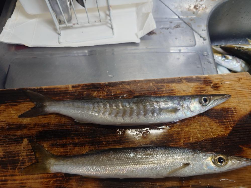 カマス・オオカマス